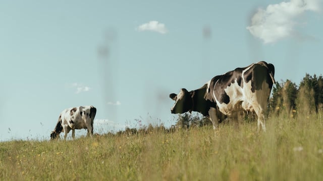 FAO Food Price Index: Dairy and cereal prices rise in September