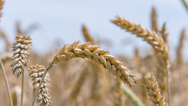 DAFM publishes spring wheat and oat recommended lists for 2025