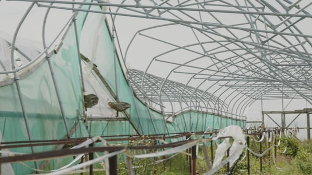 Watch: Why the sun is not shining for strawberry growers this year
