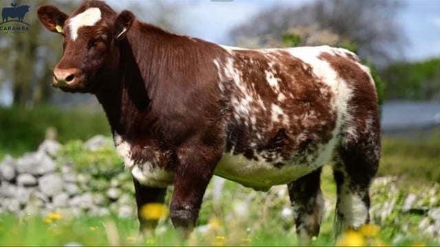 Shorthorn heifer makes Irish record price at Caramba Sale