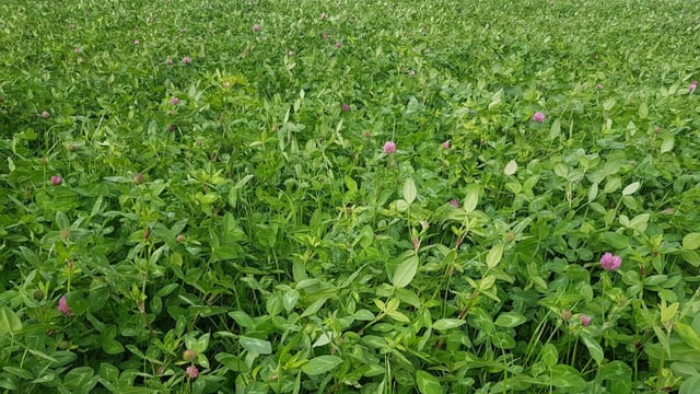 Red clover silage: Similar yields, quality with 2.3x less nitrogen