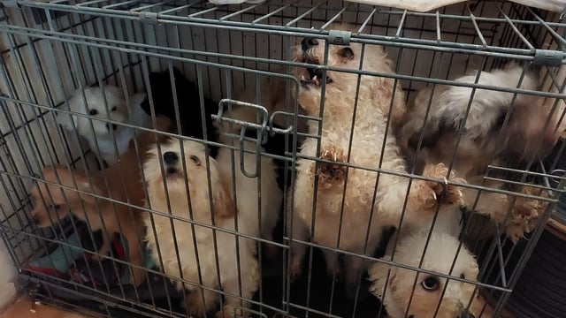 Cork woman banned from owning animals for life - ISPCA