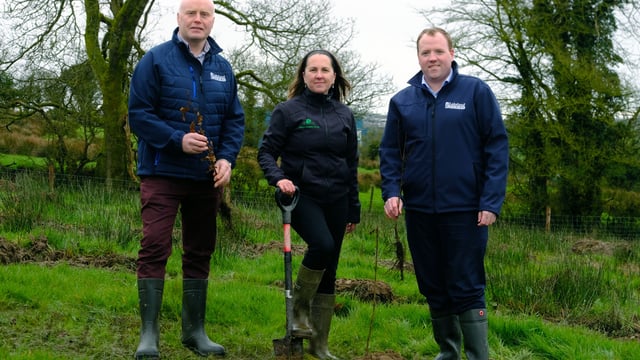 Lakeland Dairies to plant 5,000 native trees