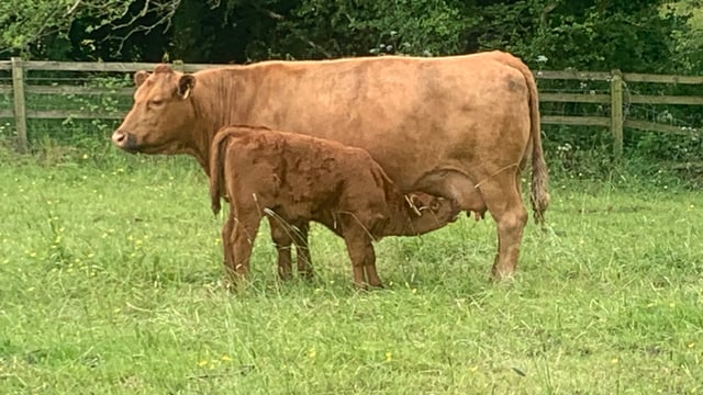 Improving reproductive efficiency in suckler herds