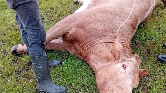 Dead calf pulled from cow after suspected livestock worrying