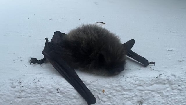 ISPCA provides a helping hand to grounded bats