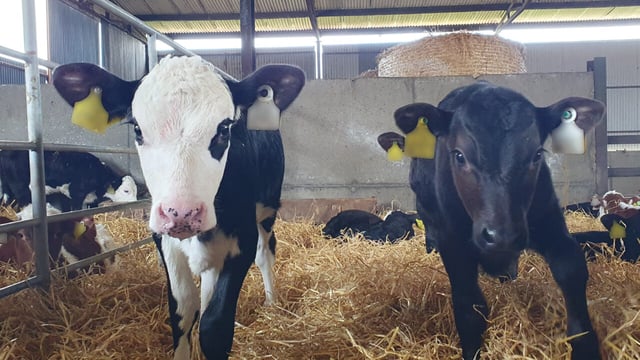 Over 41,500 fewer calves registered to date this year