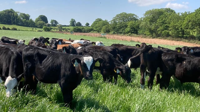 ABP Demo Farm: New post-weaning strategy for calves