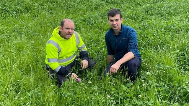 Co. Down sheep farm walk to focus on profit from pasture