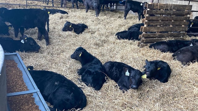 Millionth calf genotyped this week as part of NGP