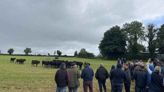 Watch: ABP farm walk sees insight into dairy calf to beef system
