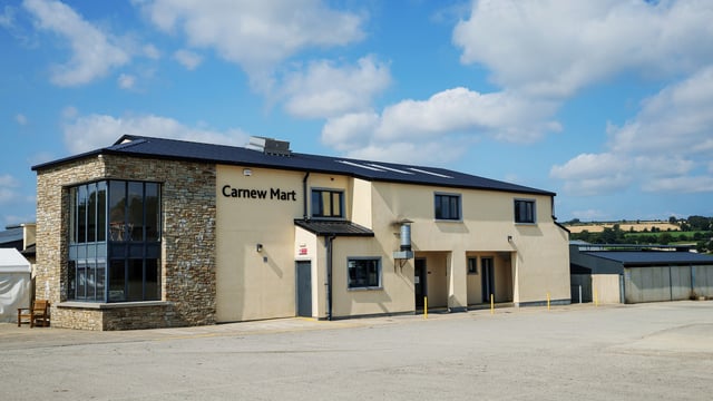 Sheep marts: Cast ewes hit €294 at Carnew Mart
