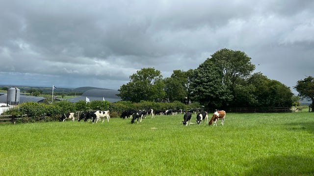 Dairy focus: Simple cow nutrition works on Kilkenny farm