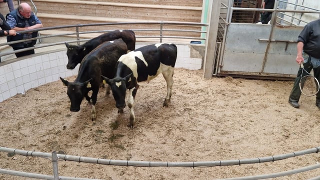 Calf trade: Reared calves make €585 at Enniscorthy Mart