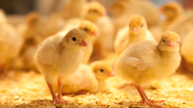 Netherlands rolls out bird flu vaccination pilot programme