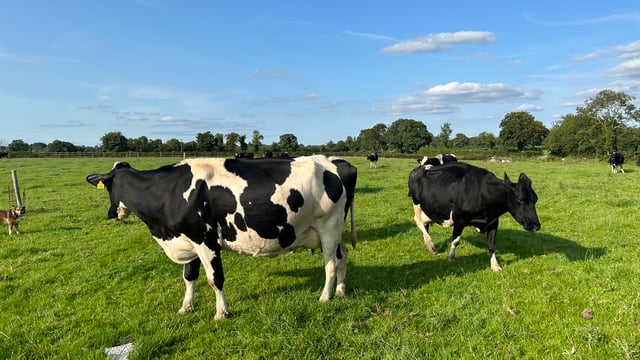 IOMS: A 'unified voice' for organic dairy farmers