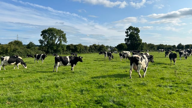 Managing a grass surplus and time to start building autumn covers