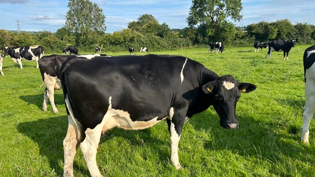 Lameness education needed and mobility index should be a KPI