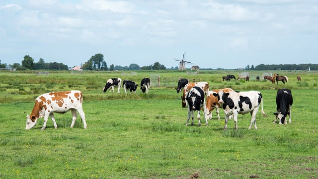 Netherlands makes formal request for new nitrates derogation