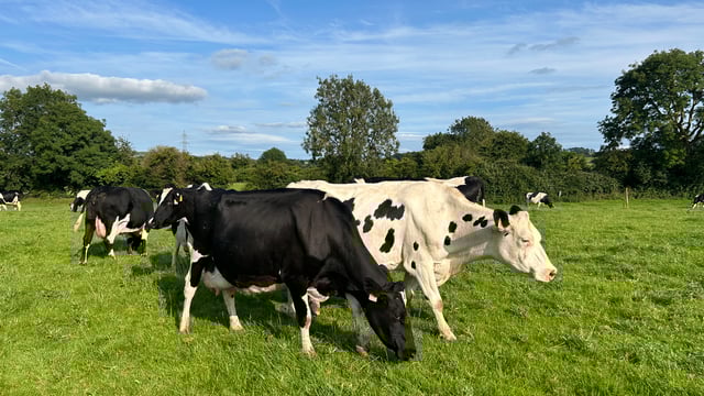 IGA dairy summer tour: 'You don’t need to own land to milk cows'