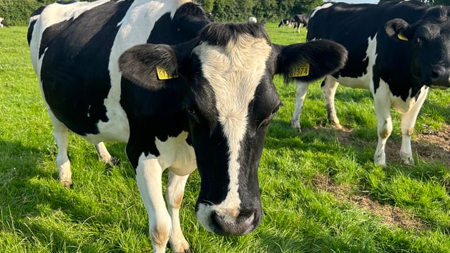 Should you be milk pregnancy testing or scanning your cows?
