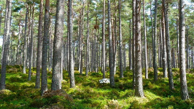 Estate management review shows DAFM 'lost' a forest and 'found' a manor
