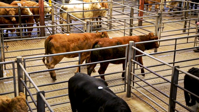 Mart report: Cattle prices from weekly sale in Kilkenny