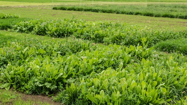 Research trial: Extra 100kg N/ha only yielded 1t DM/ha per year