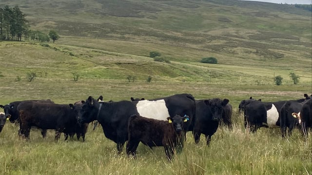 Foyle farm suckler herd trials 'virtual fencing' for hill grazing