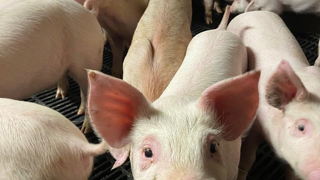 Pigmeat export volumes increase as value down 3% in 2025