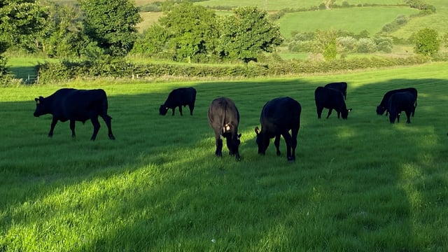 June grass low in minerals with effects seen in livestock