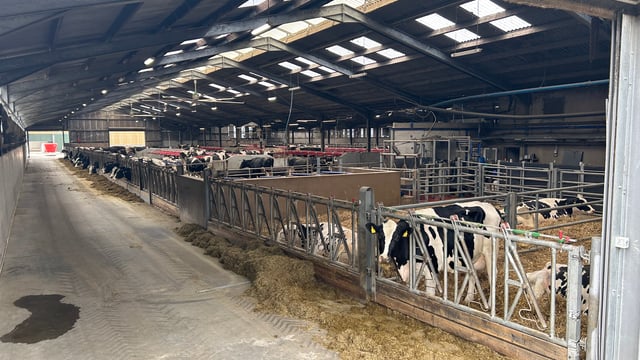 Dairy focus: Antrim father and son maximise farm efficiency
