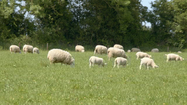 Flock Forwards, not Backwards Series: Is wormer resistance a threat?