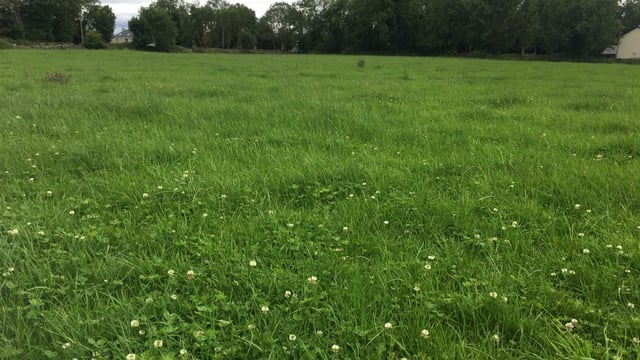 Keeping grass quality in order on drystock farms this year