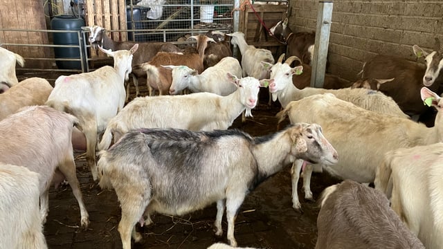 DAFM breaks down number of goat herds per county