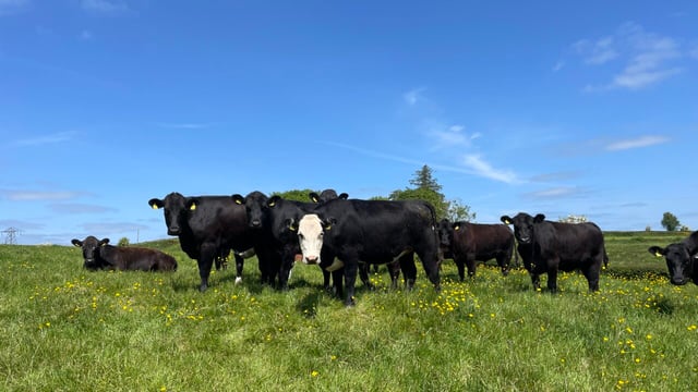 Factory quotes: Up to 10c/kg cut to cattle prices this week