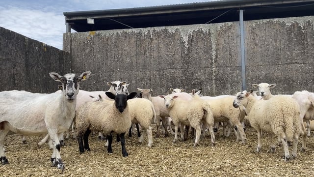 Watch: Combining sheep and tillage on an organic farm in Carlow