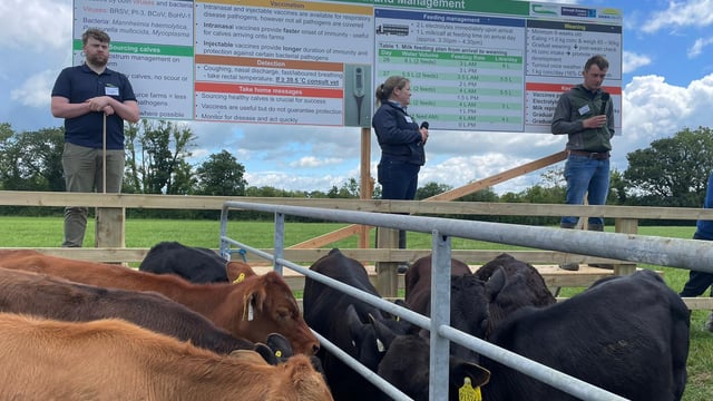 Genetics and calf rearing focus of Tipperary calf-to-beef demo