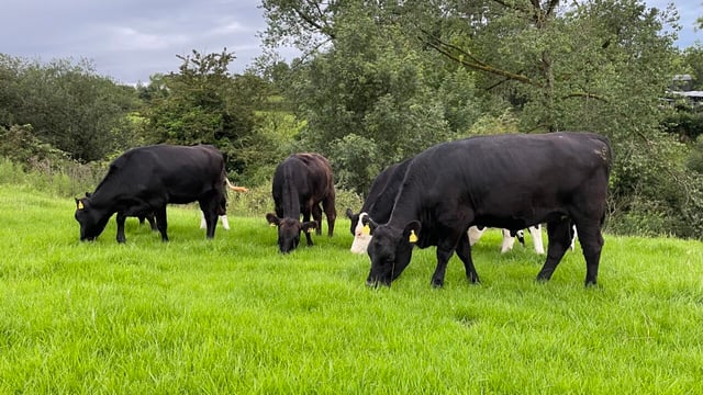 Beef kill: Strong cattle supply despite talk of numbers falling
