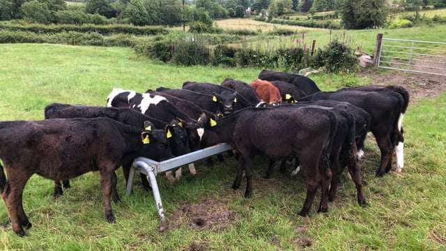 Farmers reminded to be wary of lungworm in cattle