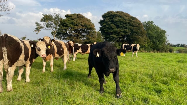 Factory quotes: Bullock price edging back to €5.00/kg base