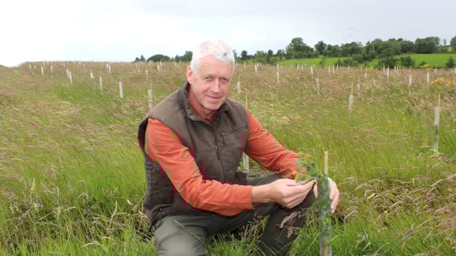 Forestry in Northern Ireland facing uncertain future
