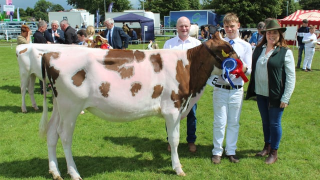 Record entry of sheep and cattle at Omagh Show 2024