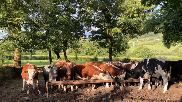 Factory quotes: Beef trade remains steady for race week