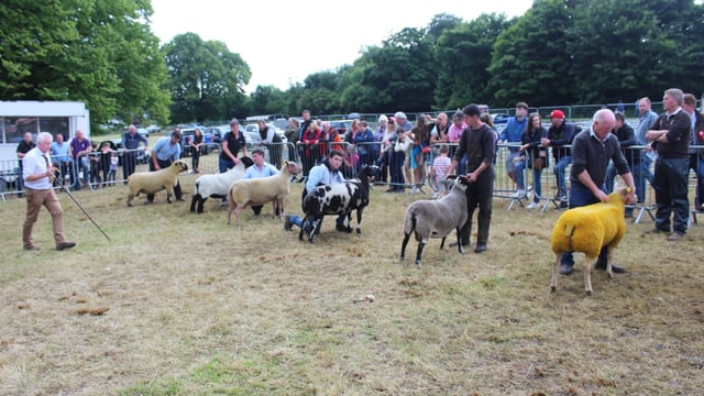 16 breeds line-up for Castlewellan sheep championship