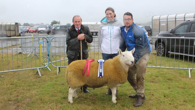 North Country Cheviot ram catches the eye at Limavady Show 2024