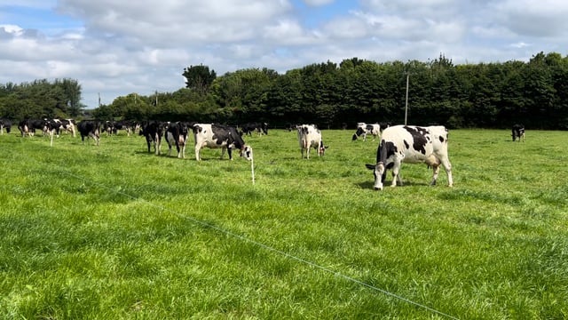 Breeding: What criteria are farmers using to select sires?