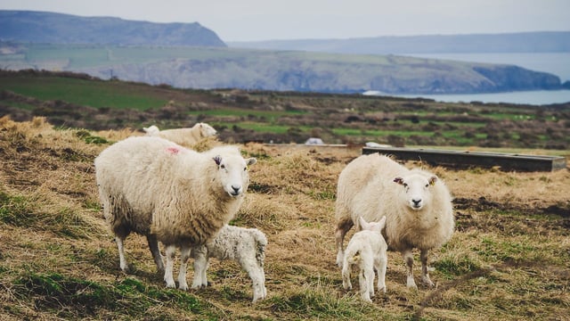 Fears for future of sheep sector as lamb prices tumble