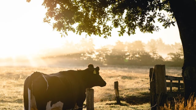 Minister calls emergency meeting to discuss revamped TB plan