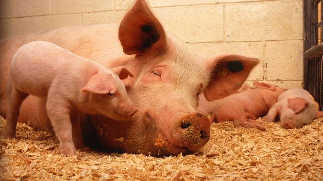 Planning restrictions hinder growth of pig sector in NI